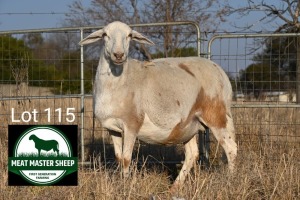 1X MEATMASTER Pregnant EWE FGF BOERDERY