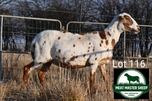 1X MEATMASTER Pregnant EWE FGF BOERDERY