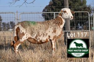 1X MEATMASTER Pregnant EWE FGF BOERDERY