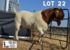 1X BOER GOAT FLOCK BUCK DOME AFRICA BOERGOAT STUD