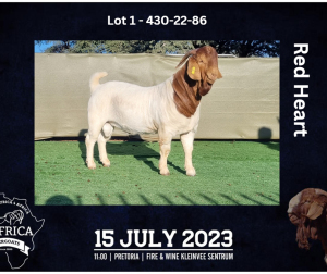 1X BOER GOAT STUD BUCK BOOYSEN BDY