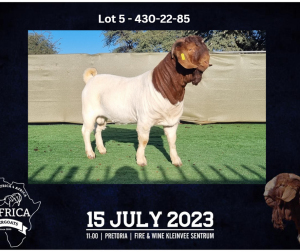 1X BOER GOAT FLOCK BUCK BOOYSEN BDY