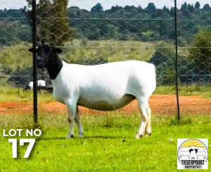 LOT 117 1 X DORPER OOI/EWE Tiegerpoort Dorper Stoet STOET