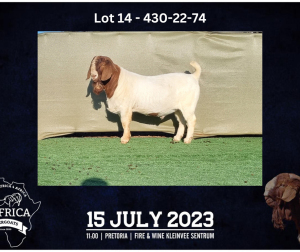 WITHDRAWN - 1X BOER GOAT BUCK BOOYSEN BDY