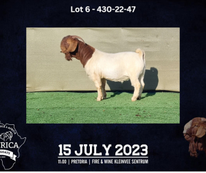 WITHDRAWN - 1X BOER GOAT BUCK BOOYSEN BDY