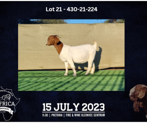 1X BOER GOAT STUD DOE BOOYSEN BDY