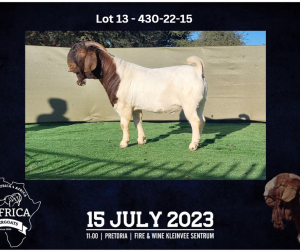 1X BOER GOAT FLOCK BUCK BOOYSEN BDY