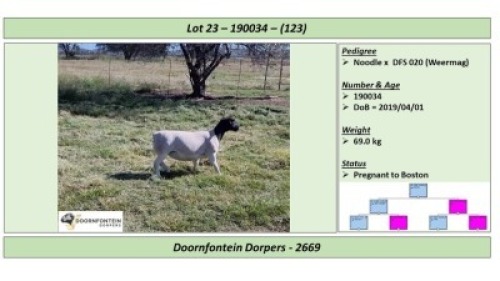 LOT 123 1 X DORPER OOI/EWE DOORNFONTEIN DORPERS STOET/STUD