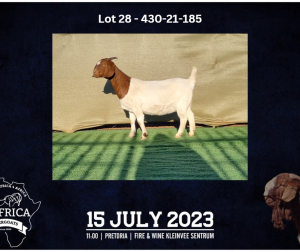 1X BOER GOAT FLOCK DOE BOOYSEN BDY