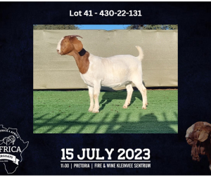 1X BOER GOAT FLOCK DOE BOOYSEN BDY