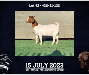 1X BOER GOAT FLOCK DOE BOOYSEN BDY