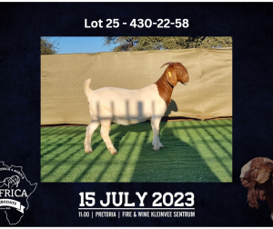 1X BOER GOAT FLOCK DOE BOOYSEN BDY