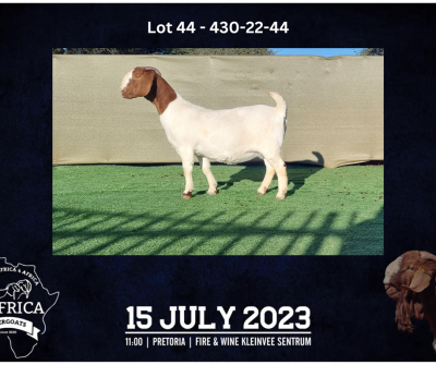 1X BOER GOAT FLOCK DOE BOOYSEN BDY