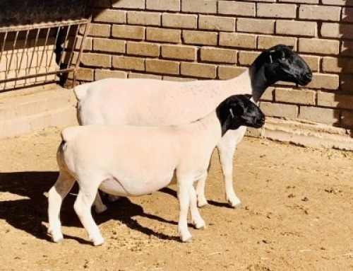 LOT 111 1 X DORPER OOI/EWE KOWIE DE WITT DORPERS T5
