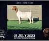 1X BOER GOAT STUD DOE BOOYSEN BDY