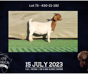 1X BOER GOAT FLOCK DOE BOOYSEN BDY