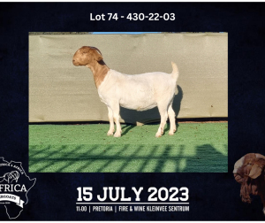 1X BOER GOAT FLOCK DOE BOOYSEN BDY