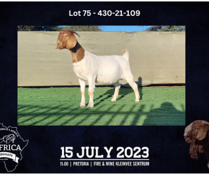 1X BOER GOAT DOE BOOYSEN BDY