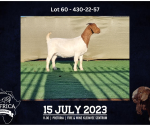 1X BOER GOAT FLOCK DOE BOOYSEN BDY