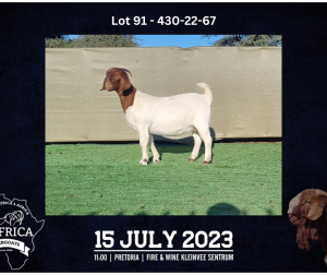 1X BOER GOAT FLOCK DOE BOOYSEN BDY