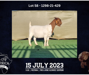 1X BOER GOAT STUD DOE BOOYSEN BDY