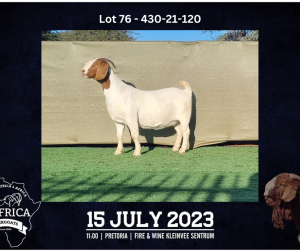 1X BOER GOAT FLOCK DOE BOOYSEN BDY