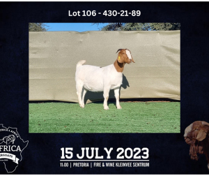 1X BOER GOAT STUD DOE BOOYSEN BDY