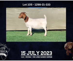 1X BOER GOAT FLOCK DOE BOOYSEN BDY