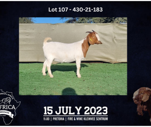 1X BOER GOAT FLOCK DOE BOOYSEN BDY