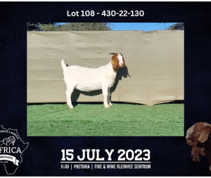 1X BOER GOAT FLOCK DOE BOOYSEN BDY