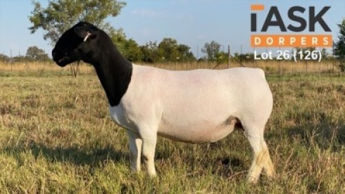 LOT 126 1 X DORPER OOI/EWE TASKDORPERS T5