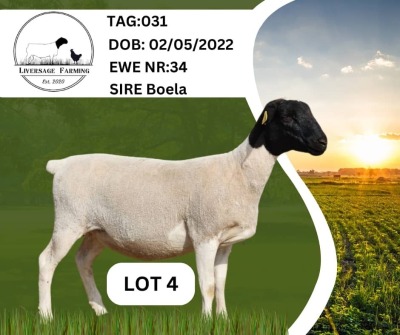 2X Black Head Dorper Ewe Liversage (Pay per Animal)