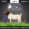 1X Boer Goat Buck Drill Rite