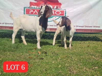 1+1X Boer Goat Doe + Kid Pajomo