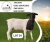 2X Black Head Dorper Ewe Liversage (Pay per Animal) - 2