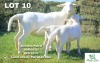 1+2X Veldmaster Ewe + Lamb Khudiri Farms