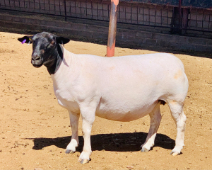 LOT 107 1 X DORPER OOI/EWE KOWIE DE WITT DORPERS T5