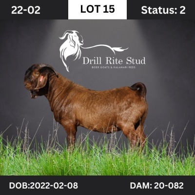 1X Kalahari Red Buck Drill Rite