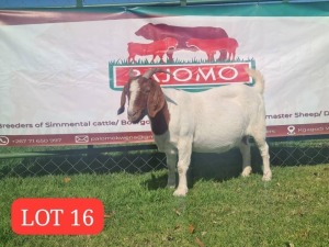 1X Boer Goat Doe Pajomo