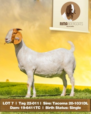 1X Boer Goat Doe Rima