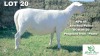 1X Veldmaster Ewe Khudiri Farms