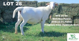 1+1X Veldmaster Ewe + Lamb Khudiri Farms