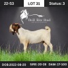 1X Boer Goat Buck Drill Rite