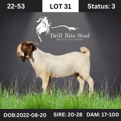 1X Boer Goat Buck Drill Rite