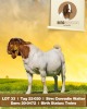 1X Boer Goat Buck Rima