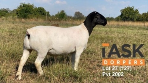 LOT 127 1 X DORPER OOI/EWE TASKDORPERS T5