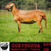 LOT 2 2X MEATMASTER OOI/EWE COLLEN MEATMASTERS (PER STUK OM LOT TE NEEM/PER PIECE TO TAKE THE LOT) - 2