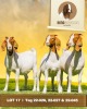 3X Boer Goat Doe Rima (Pay per Animal)