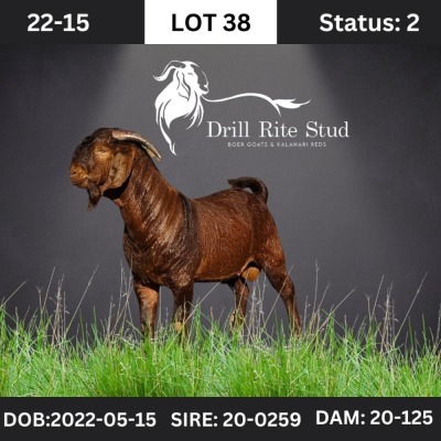 1X Kalahari Red Buck Drill Rite