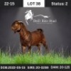 1X Kalahari Red Buck Drill Rite